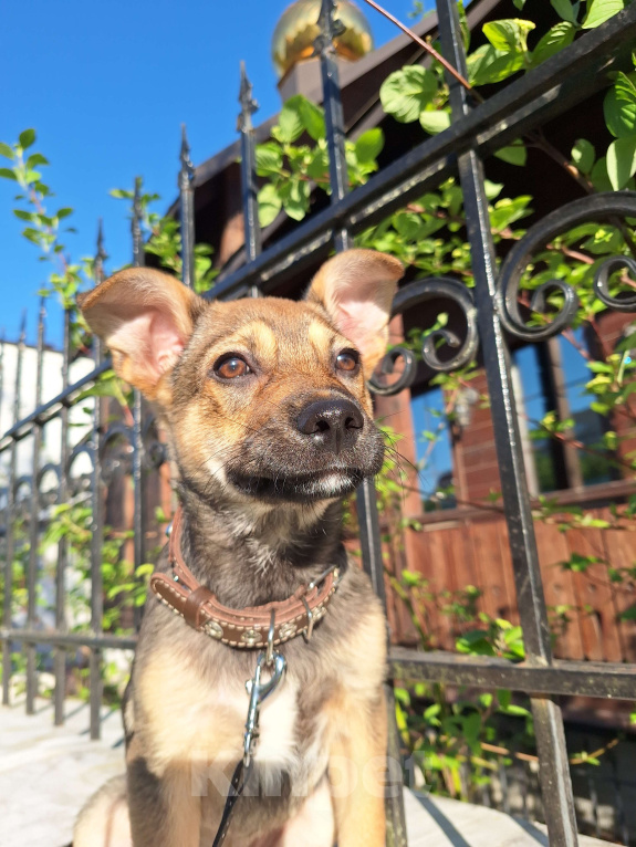 Собаки в Москве: Щенок в добрые руки Мальчик, Бесплатно - фото 7