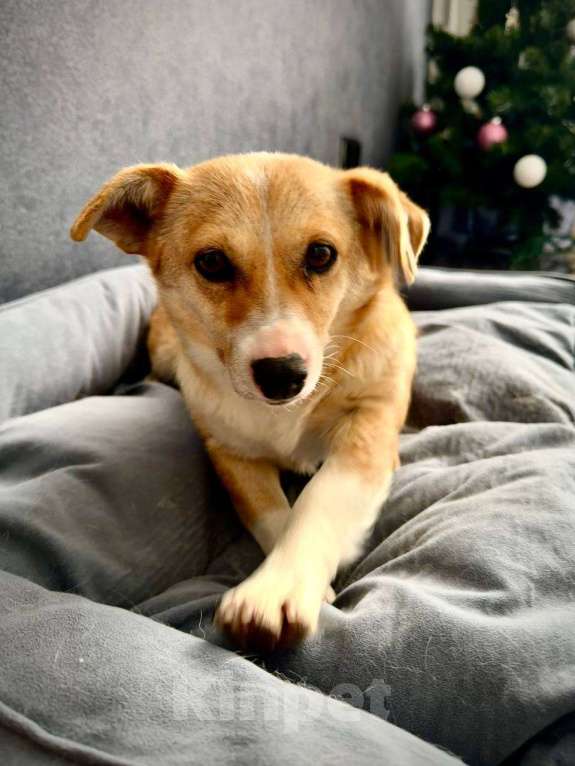 Собаки в Рузе: Бэтти в добрые руки Девочка, Бесплатно - фото 1