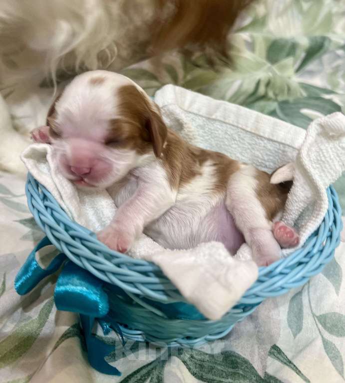 Собаки в Комсомольске-На-Амуре: Щенки благородного происхождения  Девочка, 130 000 руб. - фото 9