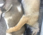 Собаки в других городах Ростовской области: щенок в добрые руки Мальчик, Бесплатно - фото 8