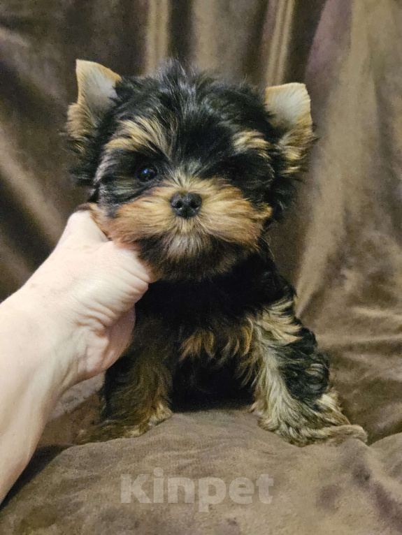 Собаки в Москве: Мальчик йорка  Мальчик, 60 000 руб. - фото 1