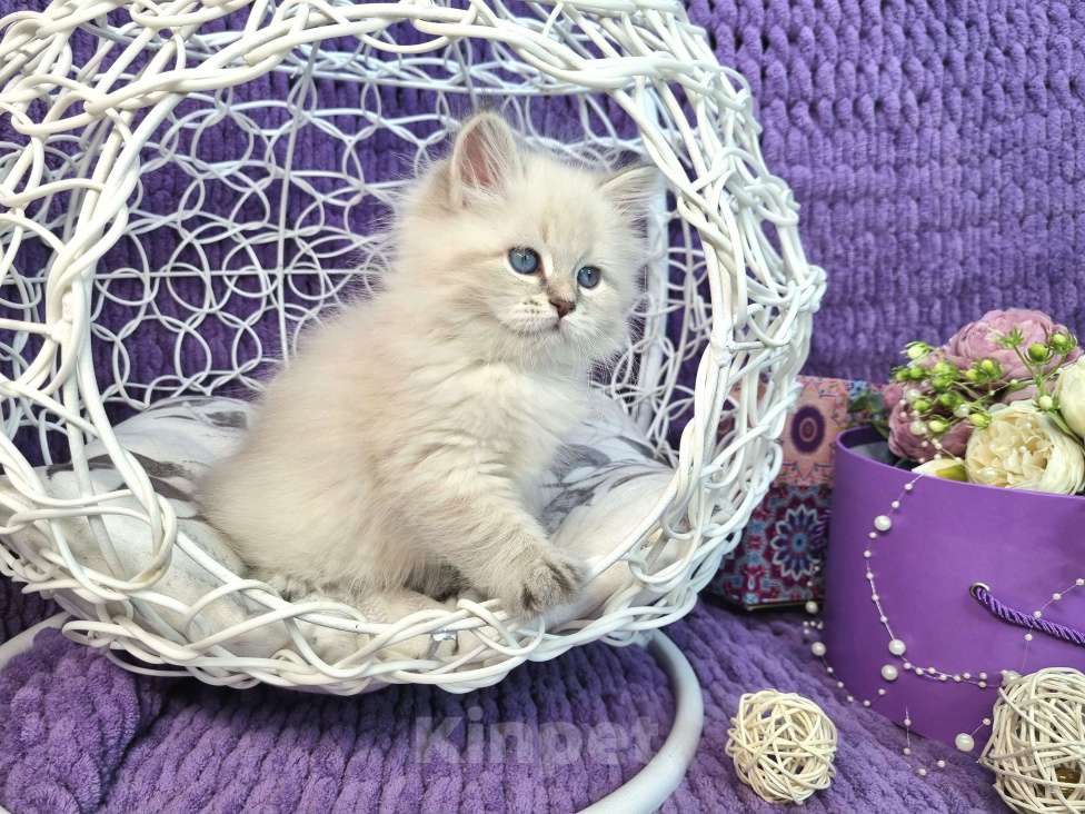 Кошки в Москве: Котенок девочка породы Невская Маскарадная Астерия Девочка, 33 000 руб. - фото 4