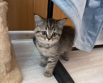 Кошки в других городах Краснодарского края: Шотландская серебристая Девочка, Бесплатно - фото 1