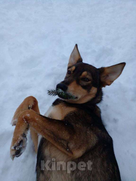 Собаки в Москве: Молодая собачка в дар, ласковая и спокойная Девочка, Бесплатно - фото 3