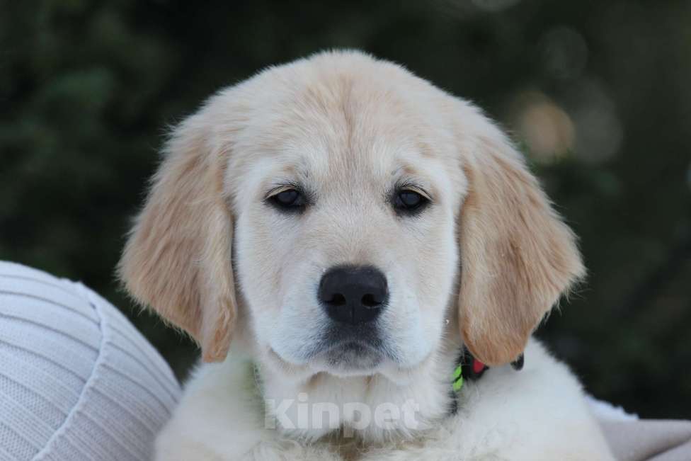 Собаки в Москве: Щенки золотистого ретривера  Девочка, 50 000 руб. - фото 5