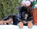 Собаки в Котельнике: Красивые щенки, 35 000 руб. - фото 10