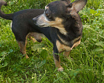 Собаки в Бийске: Той-терьер, Бесплатно - фото 4