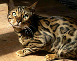 Кошки в Иваново: Кот бенгал на вязку, 6 000 руб. - фото 3