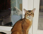 Кошки в Тамбове: Сомалийский Кот Вязка, 1 руб. - фото 3