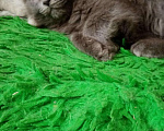 Кошки в Островной: Крупные ушастые котята, 10 руб. - фото 3