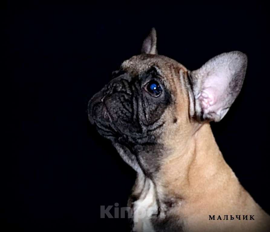 Собаки в Екатеринбурге: Французский бульдог. Ушастый СПЕЦНАЗ  Мальчик, Бесплатно - фото 6