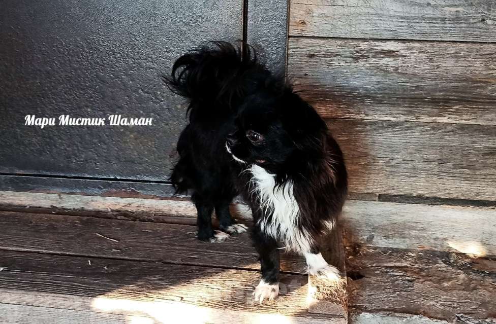 Собаки в Санкт-Петербурге: Шаман черный с белым длинношерстный чихуахуа Мальчик, 70 000 руб. - фото 4