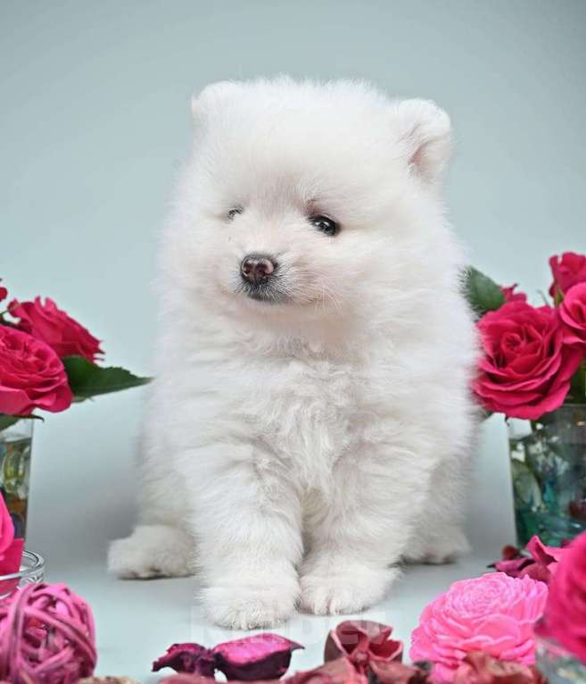 Собаки в Нижнем Новгороде: Щенок шпица Мальчик, 40 000 руб. - фото 5