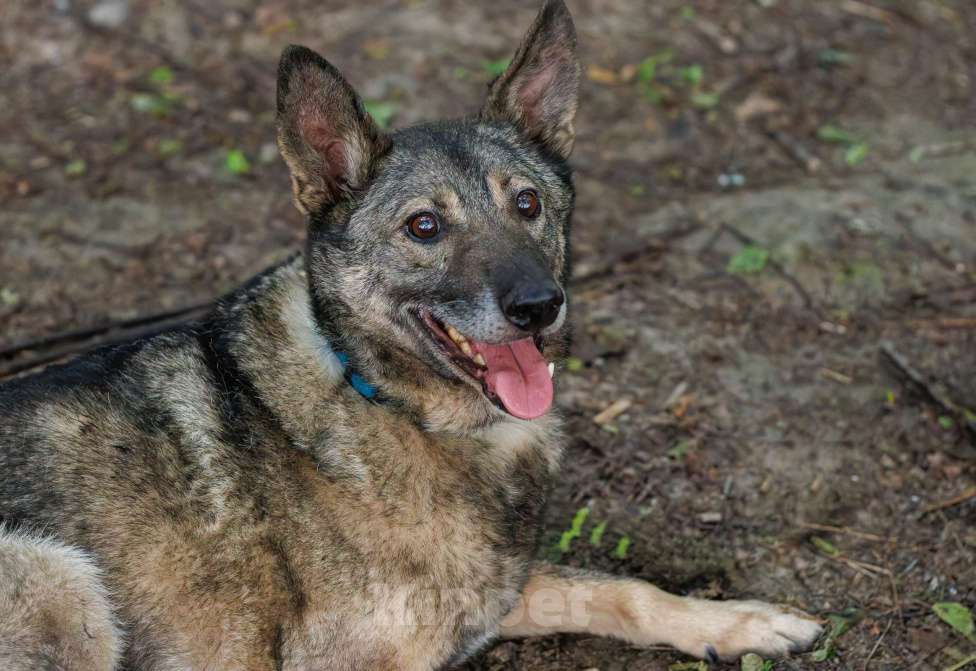 Собаки в других городах Московской области: Кубик Мальчик, Бесплатно - фото 3