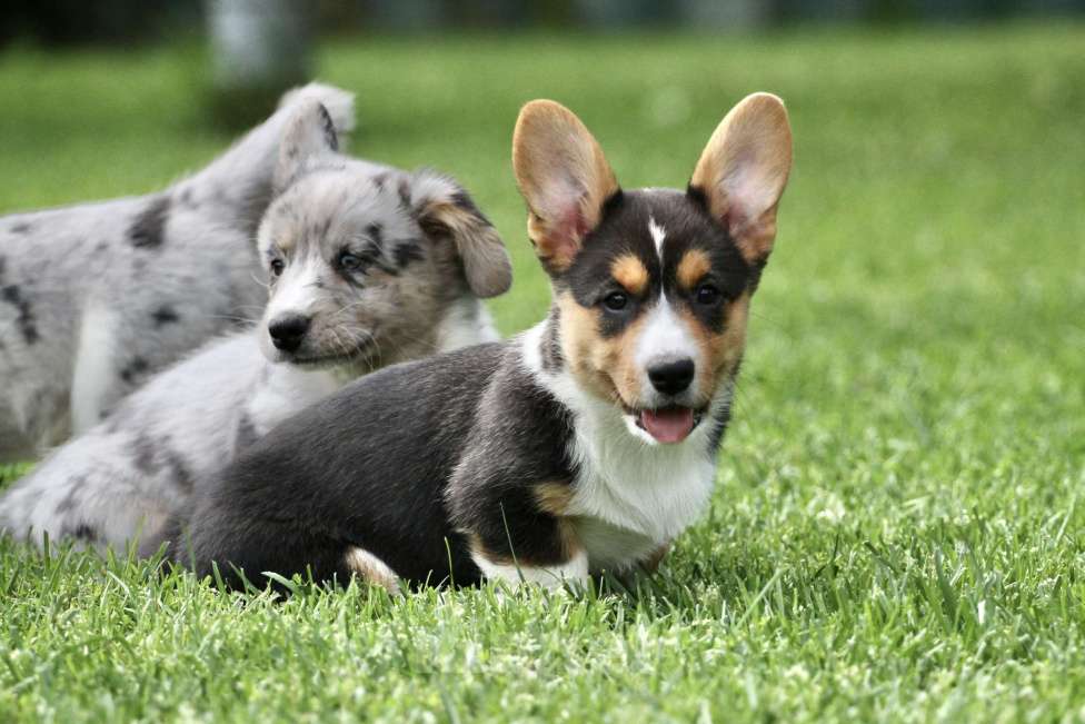 Собаки в Москве: Вельш корги кардиган-девочка Девочка, 50 000 руб. - фото 5