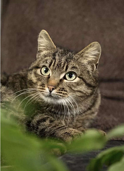 Котенок Пушик ищет дом