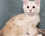 Кошки в Мытищах: Котенок Мейн-кун Мальчик, 50 000 руб. - фото 7