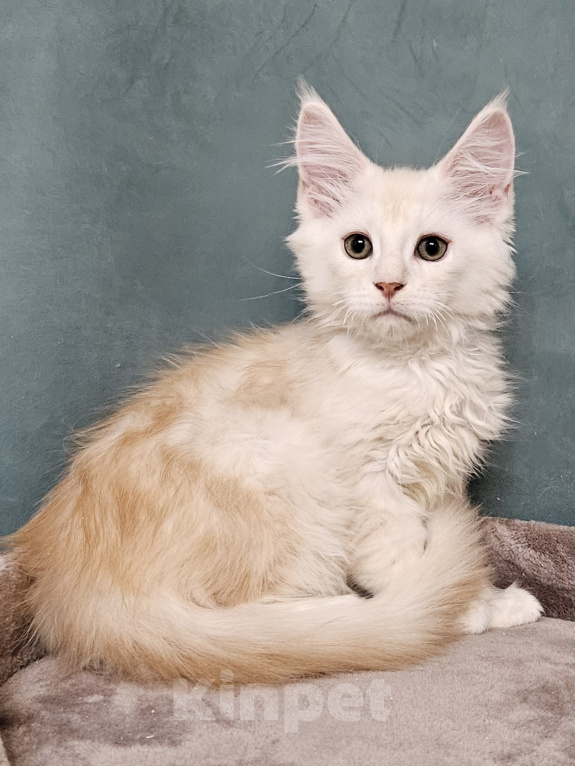 Кошки в Мытищах: Котенок Мейн-кун Мальчик, 50 000 руб. - фото 7