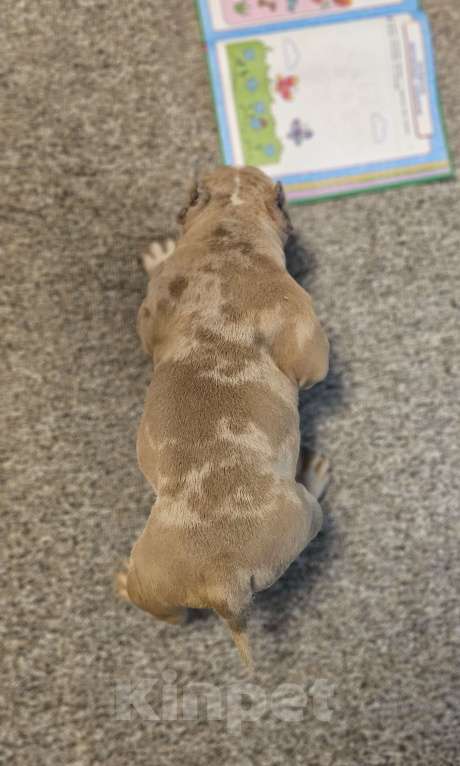 Собаки в Новочеркасске: Американский булли Мальчик, 70 000 руб. - фото 5