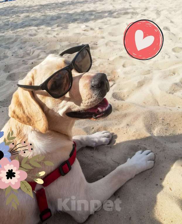 Собаки в Воронеже: Продам/отдам в хорошие руки собаку Девочка, Бесплатно - фото 2