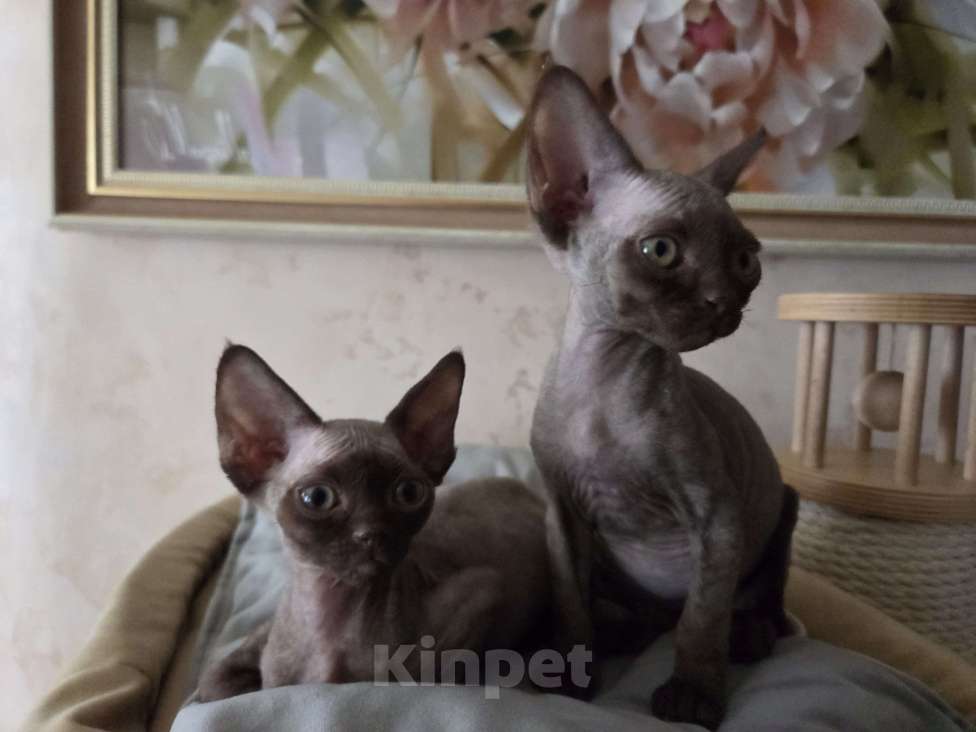 Кошки в Москве: Котята девон рекс Лиловые, циннамон, шоколадный мрамор Девочка, 85 000 руб. - фото 7