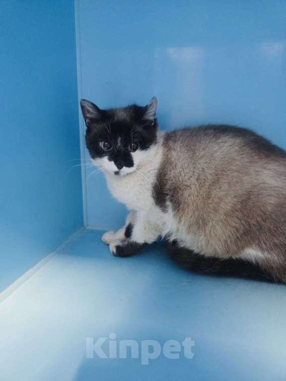 Кошки в Москве: Теона ищет дом Девочка, Бесплатно - фото 3