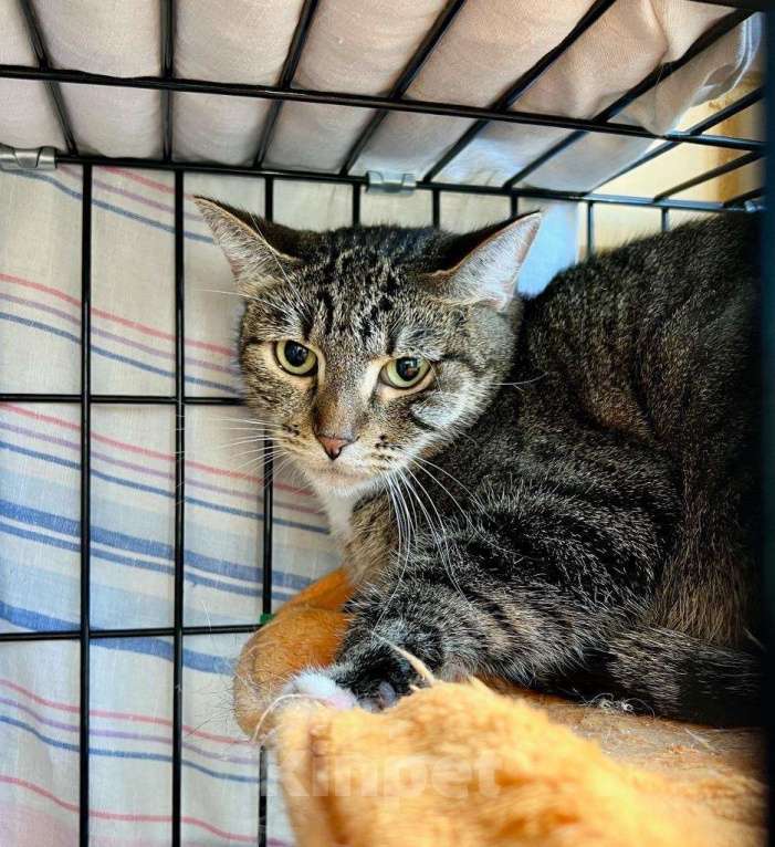 Кошки в Москве: Обаятельная полосатая кошка Риччи в добрые руки Девочка, Бесплатно - фото 5
