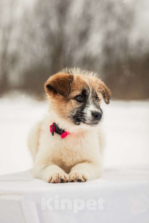 Собаки в других городах Московской области: Щенок в добрые руки Девочка, Бесплатно - фото 9