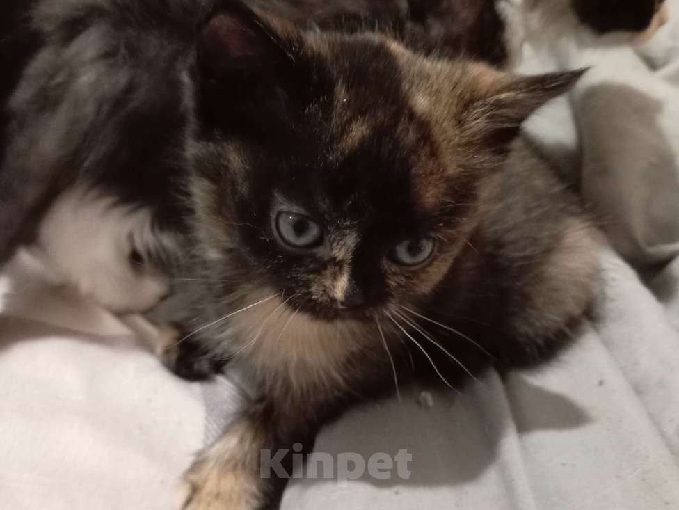 Кошки в Хабаровске: Котик  Девочка, 300 руб. - фото 4