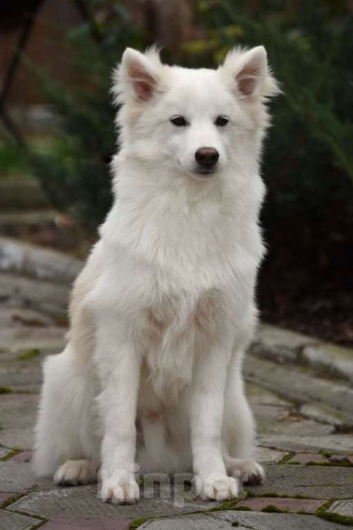 Собаки в Москве: Ненецкая оленегонная лайка, кобель Амур. Мальчик, 60 000 руб. - фото 5