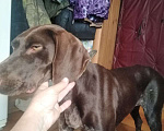 Собаки в Чебоксарах: Найдена собака Девочка, 5 руб. - фото 8