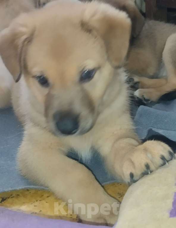 Собаки в Воронеже: Продам щенков , самым лучшим родителям! Мальчик, Бесплатно - фото 2