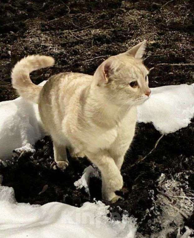 Кошки в Москве: Персиковый нежный котик Кексик🌸 Мальчик, Бесплатно - фото 6