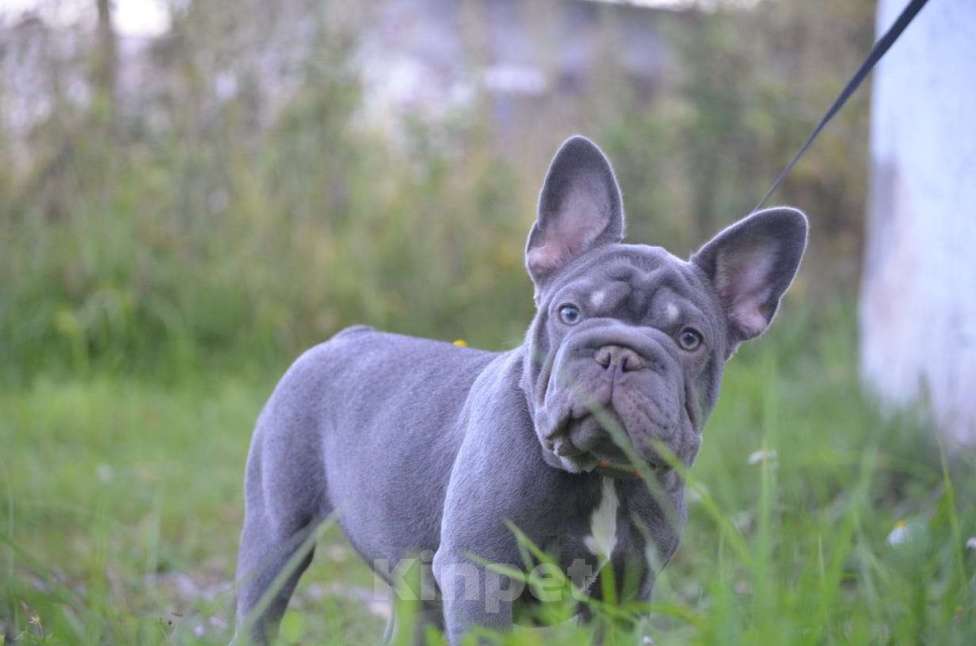 Собаки в Североуральске: Продам , французский щенок в типе бигроп . Девочка, 90 000 руб. - фото 1