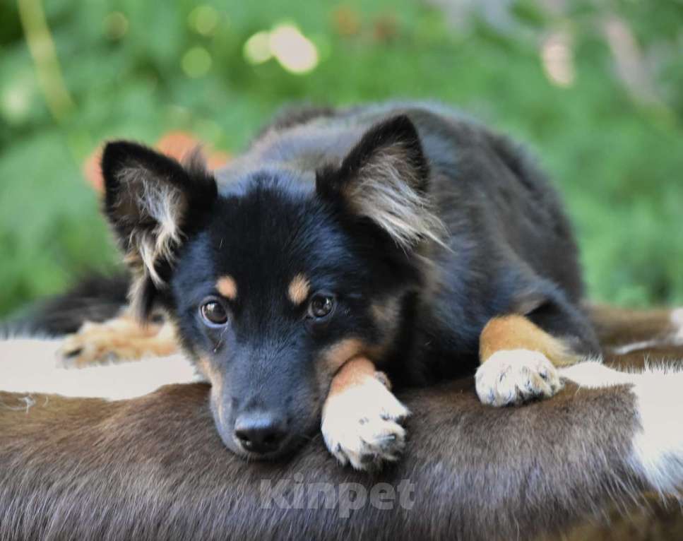 Собаки в Москве: Ненецкая оленегонная лайка, сука Яшма. Девочка, 50 000 руб. - фото 5