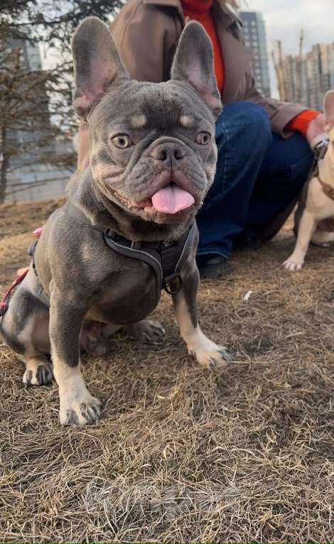 Собаки в Красноярске: Французкий бульдог мальчик Мальчик, 15 000 руб. - фото 4
