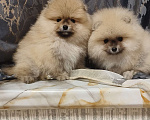 Собаки в Красноярске: Щенки померанцы Мальчик, 30 000 руб. - фото 1