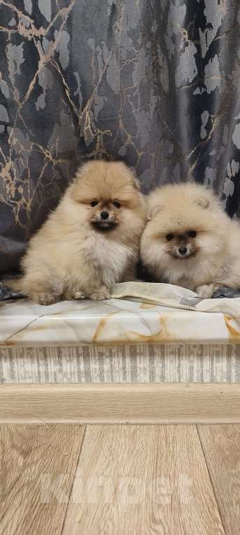 Собаки в Красноярске: Щенки померанцы Мальчик, 30 000 руб. - фото 1
