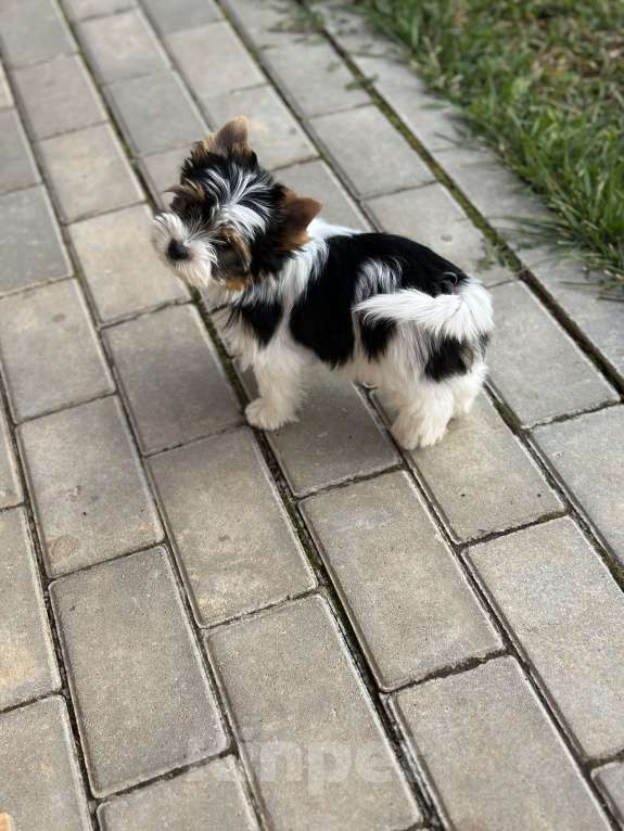 Собаки в других городах Владимирской области: Бивер девочка Девочка, 100 000 руб. - фото 5