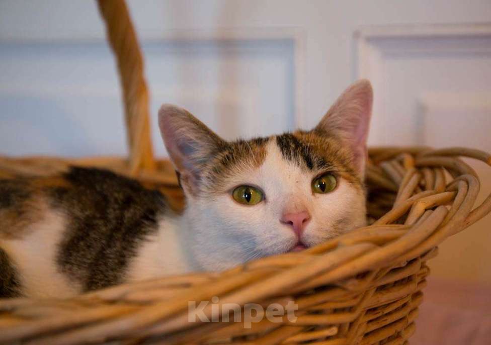 Кошки в Москве: Трехцветная кото-мартышка Маришка в добрые руки Девочка, Бесплатно - фото 4