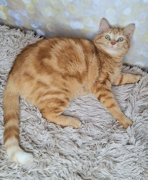 Кошки в Москве: Сания будет на выставке-пристройстве в Москве Девочка, Бесплатно - фото 5