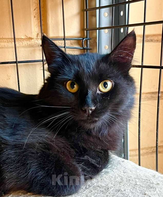Кошки в Москве: Благородный черный красавец Мишлен в добрые руки Мальчик, Бесплатно - фото 6