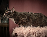 Кошки в Клине: Котюлька — очаровательная молодая кошечка Девочка, Бесплатно - фото 4