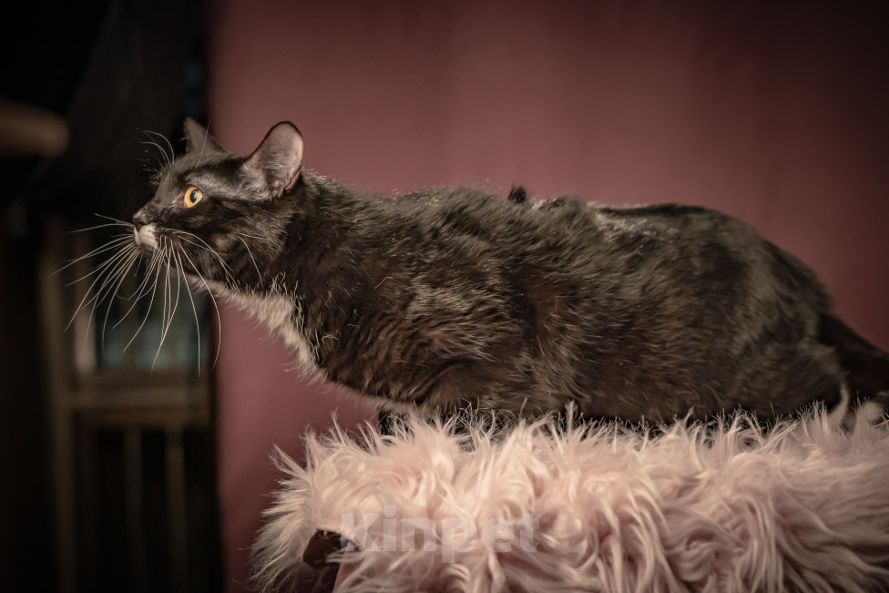 Кошки в Клине: Котюлька — очаровательная молодая кошечка Девочка, Бесплатно - фото 4