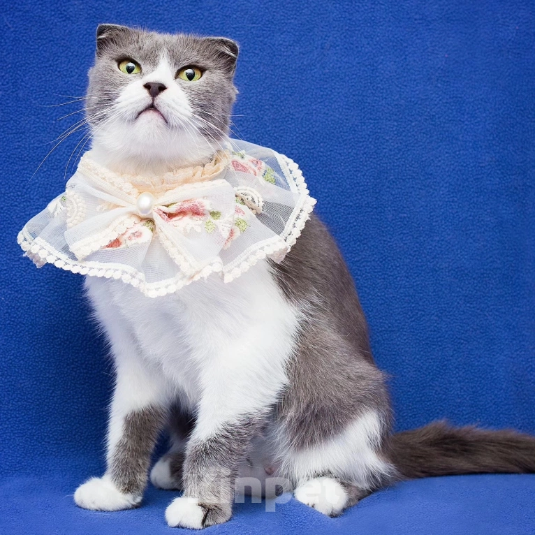 Кошки в Москве: Семья отказалась от Евы 💔 Девочка, Бесплатно - фото 4