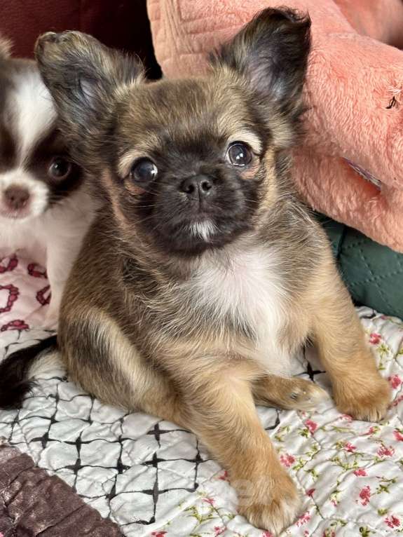 Собаки в Краснодаре: Щенок чихуахуа  Мальчик, 50 000 руб. - фото 2