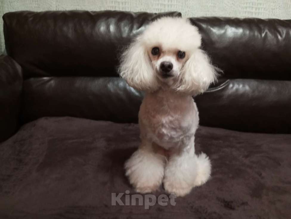 Собаки в других городах Московской области: той пудель, взрослый пёс Мальчик, 12 000 руб. - фото 3