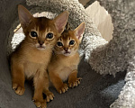 Кошки в Курске: Абиссинские котята Мальчик, 20 000 руб. - фото 3