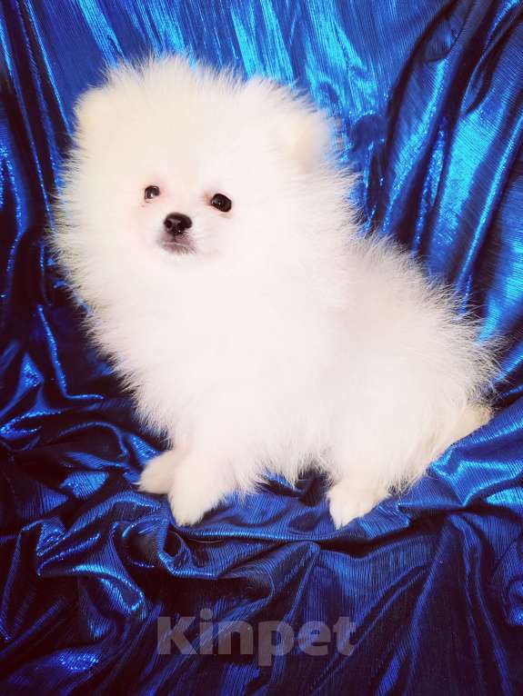 Собаки в Кирове: Продаю померанских шпица Девочка, 60 000 руб. - фото 6