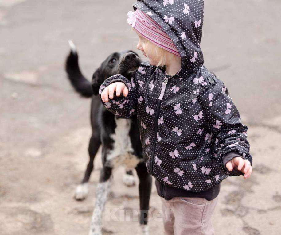 Собаки в Москве: Черничка ищет любящих родителей! Девочка, Бесплатно - фото 10